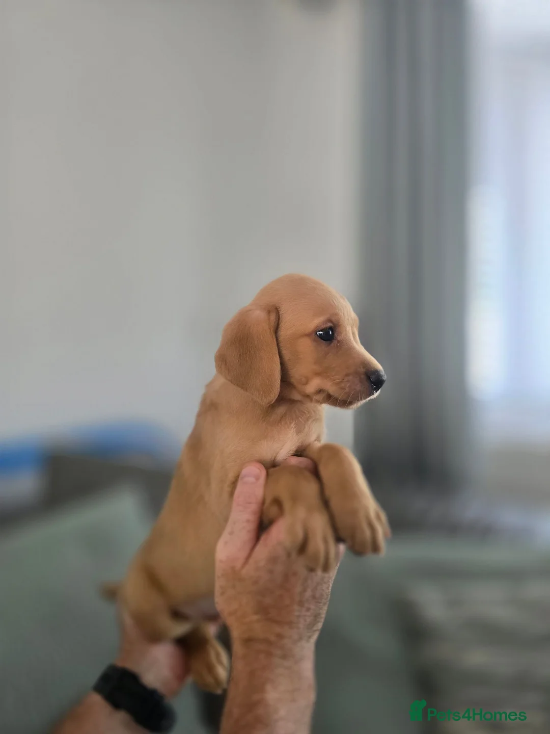 Labrador Retriever dogs for sale: Kc registered Fox red labrador puppies LAST BOYS   - Advert 2