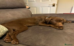 Labrador Retriever dogs for sale: Chocolate Labrador - Advert 2