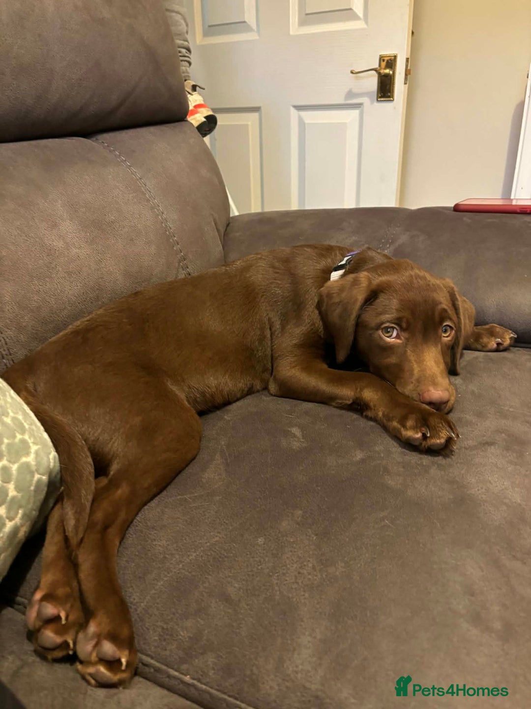 Labrador Retriever dogs for sale: Chocolate Labrador - Advert 2