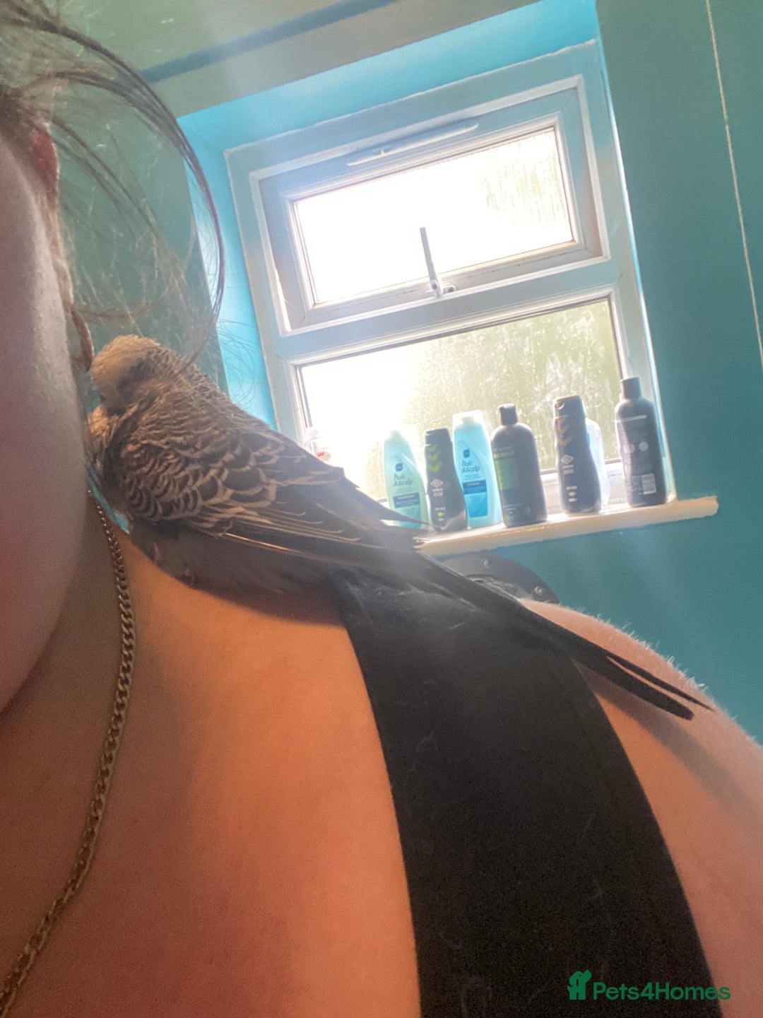 Lovebirds birds for sale: 4 year old female and 6 week old baby and budgie - Image 11