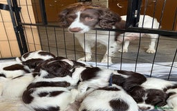 English Springer Spaniel dogs for sale: KC Springer Spaniel puppies 3 x girls available  in Hereford - Image 15