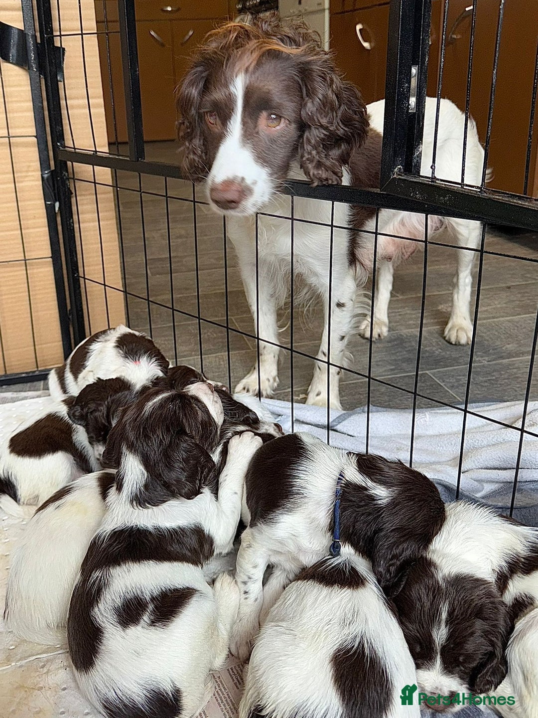 English Springer Spaniel dogs for sale: KC Springer Spaniel puppies 3 x girls available  in Hereford - Image 15