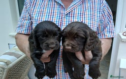 Cocker Spaniel dogs for sale: Exceptional Litter of Working Cocker Spaniel Pups - Image 3