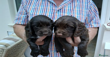 Cocker Spaniel dogs - Advert 16