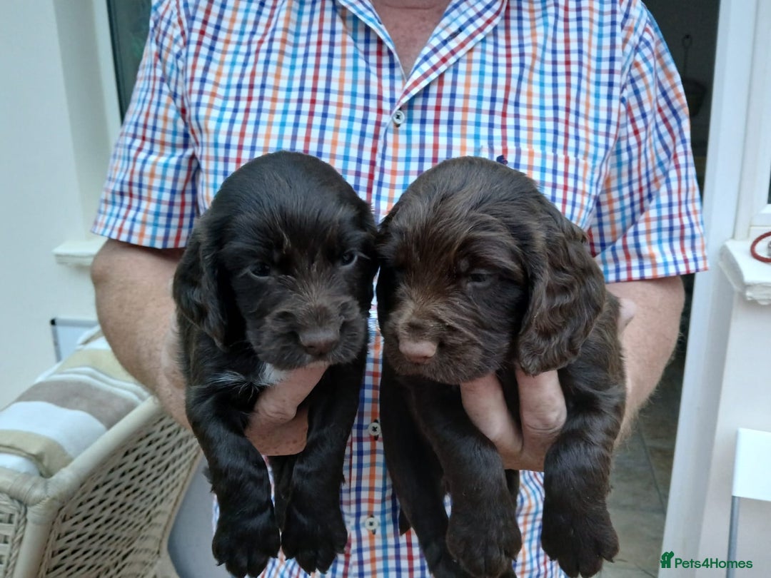 Cocker Spaniel dogs for sale: Exceptional Litter of Working Cocker Spaniel Pups - Image 3