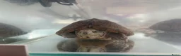 Terrapin reptiles for sale: Pair of terrapins  in Lanark - Advert 4