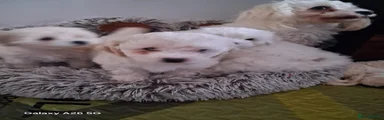 Bichon Frise 3