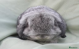 Mini Lop rabbits for sale: Friendly baby rabbits available to loving homes - Image 6
