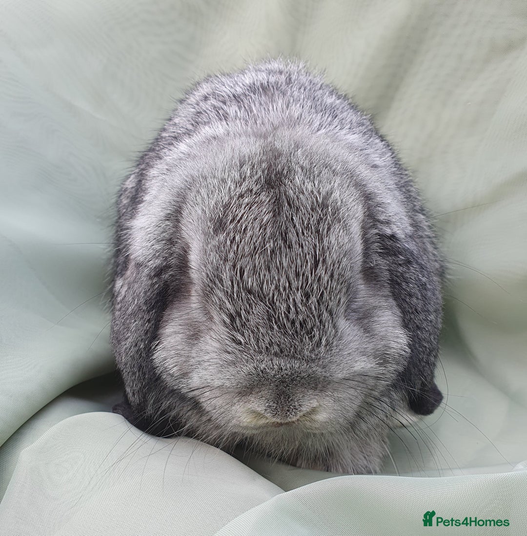Mini Lop rabbits for sale: Friendly baby rabbits available to loving homes - Image 6