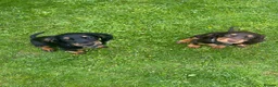 Cocker Spaniel dogs for stud: KC fully health tested working cocker spaniel  - Advert 4