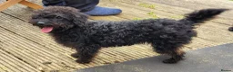 Labradoodle dogs for sale: Labradoodle puppies only girls available  - Advert 18