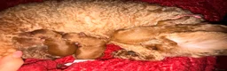 Toy Poodle dogs for sale: Toy poodle puppy’s  in St Albans - Advert 3