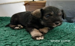 Miniature Schnauzer dogs for sale: Beautiful miniature shnauzers  - Image 15