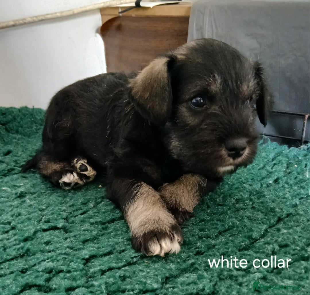 Miniature Schnauzer dogs for sale: Beautiful miniature shnauzers  - Image 15