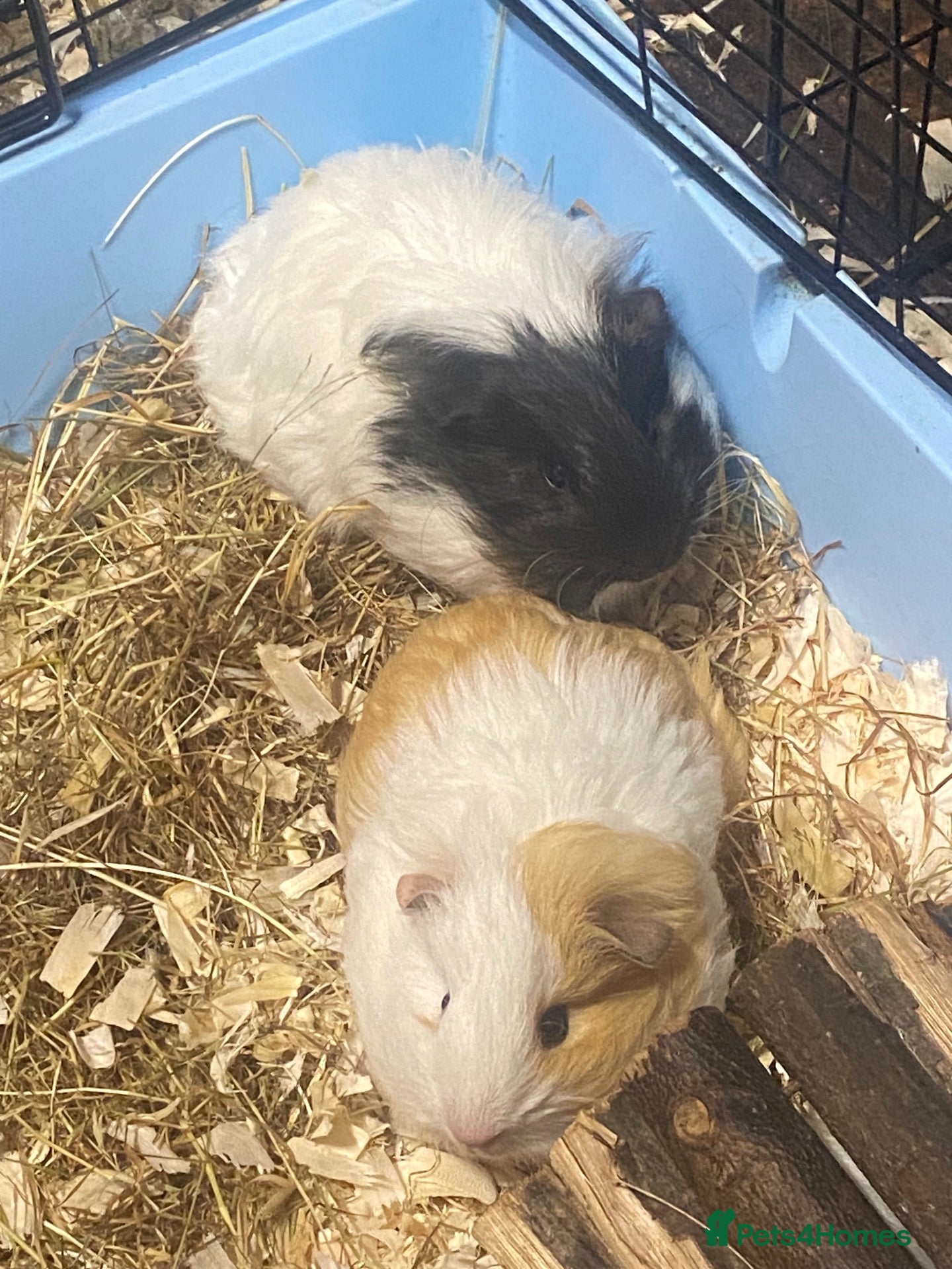 Guinea Pig rodents for sale: Guinea pigs  - Advert 1