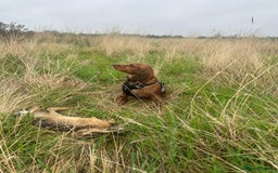 Cocker Spaniel dogs for sale: Healthy Cocker Spaniel puppies Working type  - Image 8