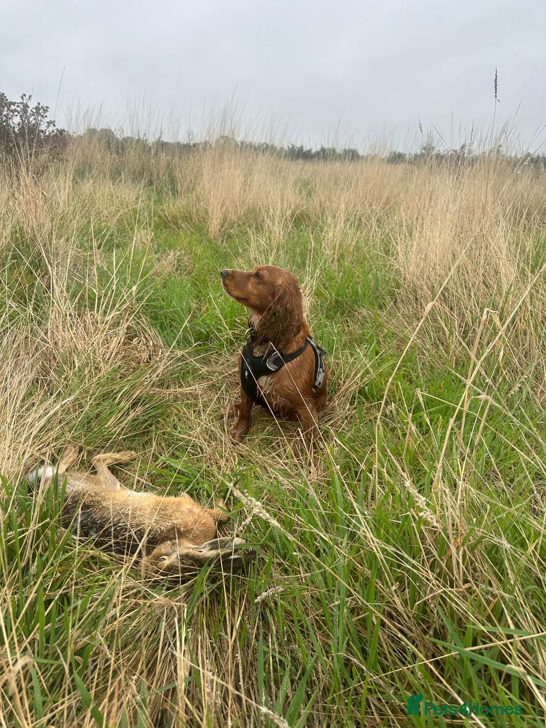 Cocker Spaniel dogs for sale: Healthy Cocker Spaniel puppies Working type  - Image 8