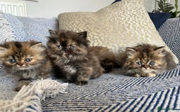Persian cats for sale: Pure Persian kittens - Image 14