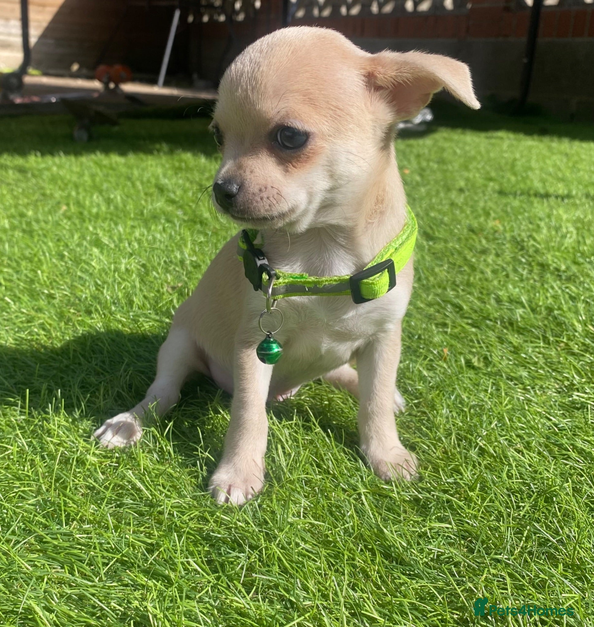 Chihuahua dogs Chihuahua puppies 1 boy💙 left  - Advert 11