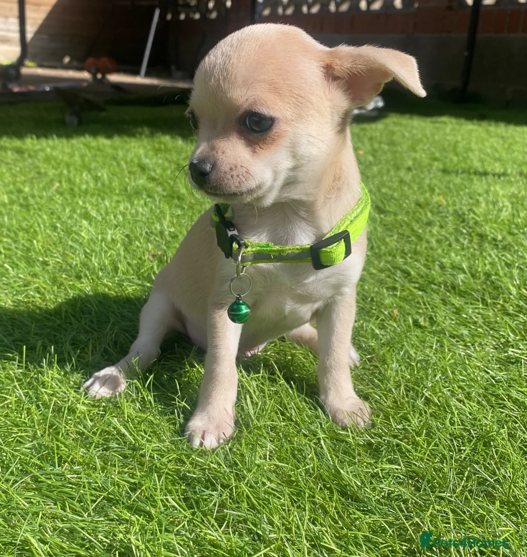 Chihuahua dogs for sale: Chihuahua puppies 1 boy💙 left  - Advert 1