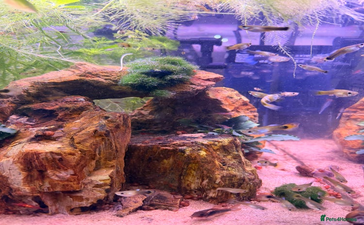 Live Bearers fish - Advert 1