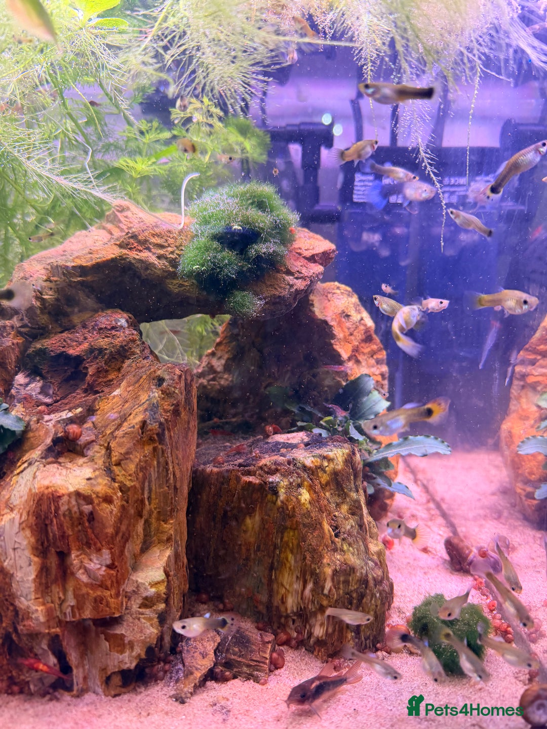 Live Bearers fish for sale: Guppies - Fry, Adolescent, Adult - Image 1