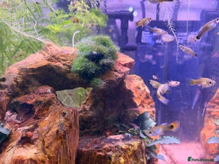 Live Bearers fish for sale - Advert 1