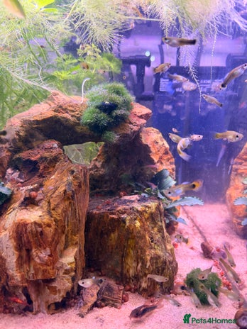 Live Bearers fish - Advert 1