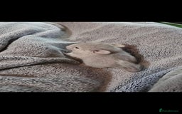 Chinchilla rodents for sale: 2 female chinchillas 9 weeks old  - Image 4