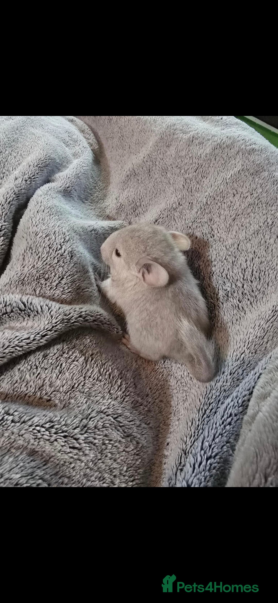 Chinchilla rodents for sale: 2 female chinchillas 9 weeks old  - Image 4