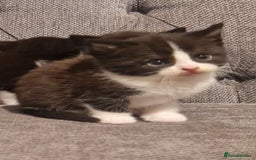 Mixed Breed cats for sale: 5 cute kittens, good natured mum needing homes  - Image 5