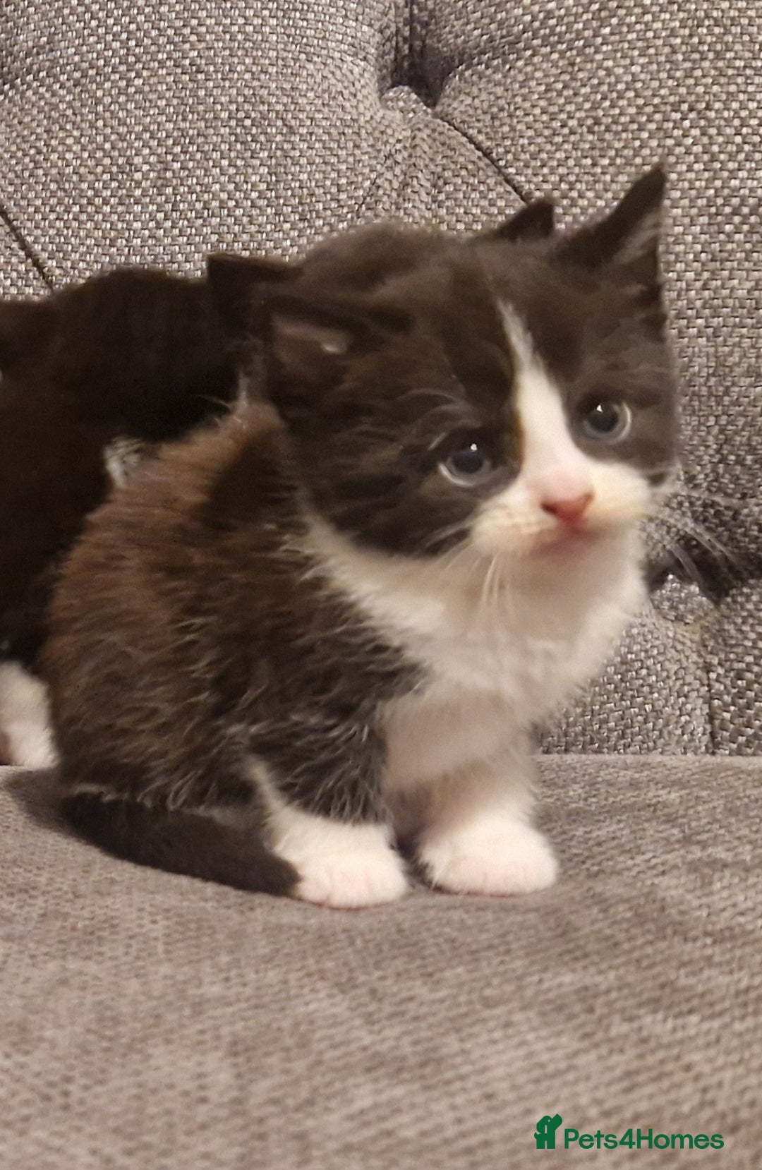 Mixed Breed cats for sale: 5 cute kittens, good natured mum needing homes  - Image 5