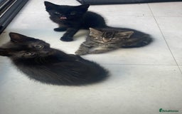 Mixed Breed cats for sale:  Adorable Kittens Ready for Their Forever Homes!  - Image 4