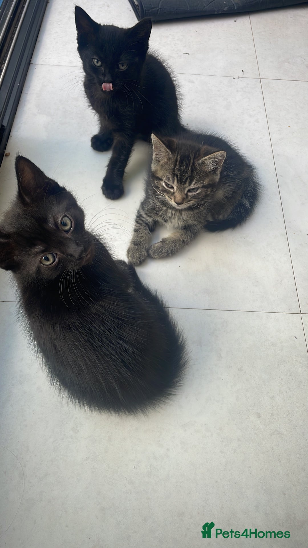 Mixed Breed cats for sale:  Adorable Kittens Ready for Their Forever Homes!  - Image 4