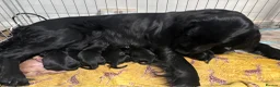 Flat coated Retriever dogs for sale: Flat coat retriever puppies for sale in Brighton - Advert 7