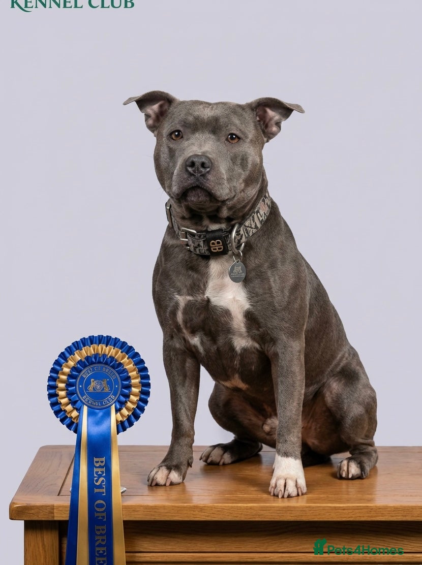 Staffordshire Bull Terrier dogs for sale: KC Blue Staffordshire bull terrier puppies  - Advert 1
