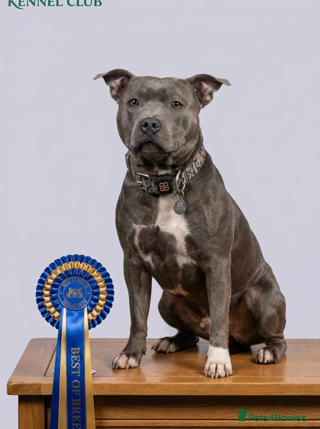 Staffordshire Bull Terrier dogs for sale: KC Blue Staffordshire bull terrier puppies  - Advert 1