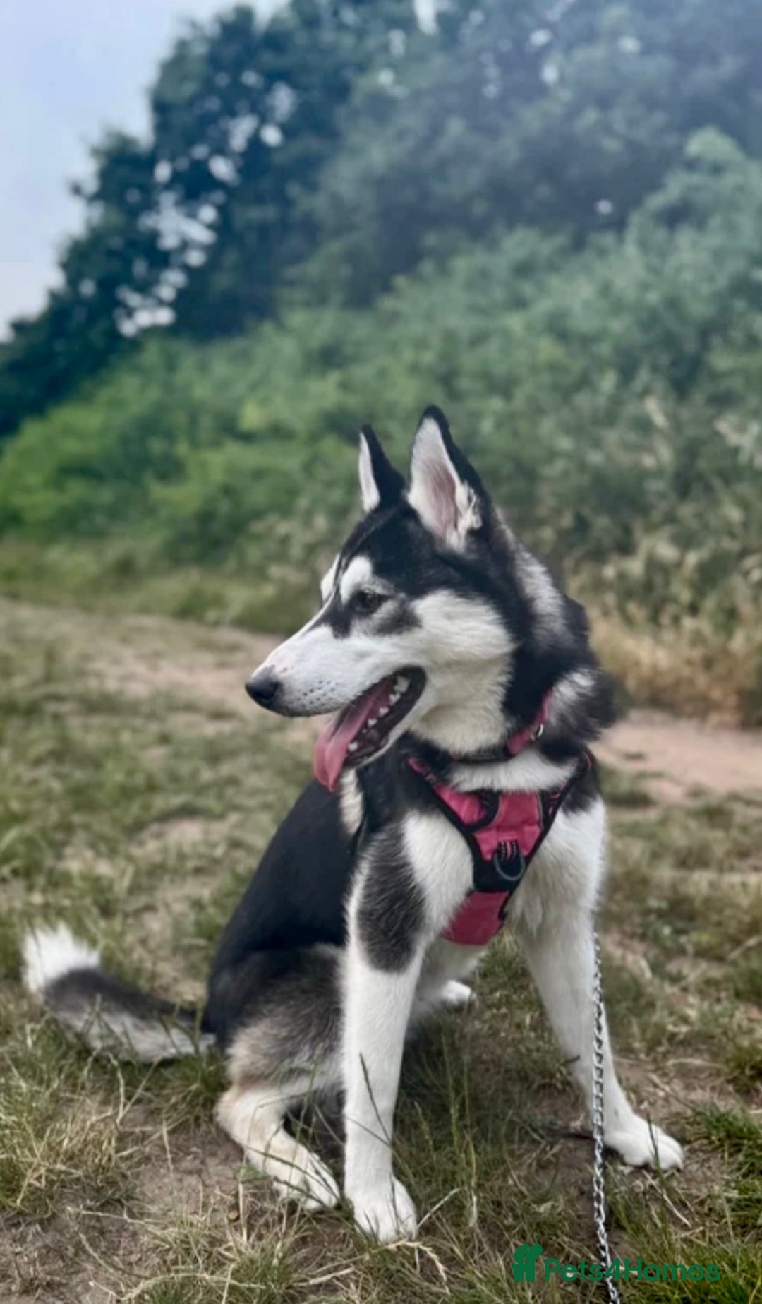 Siberian Husky dogs for sale: Siberian husky - Advert 7
