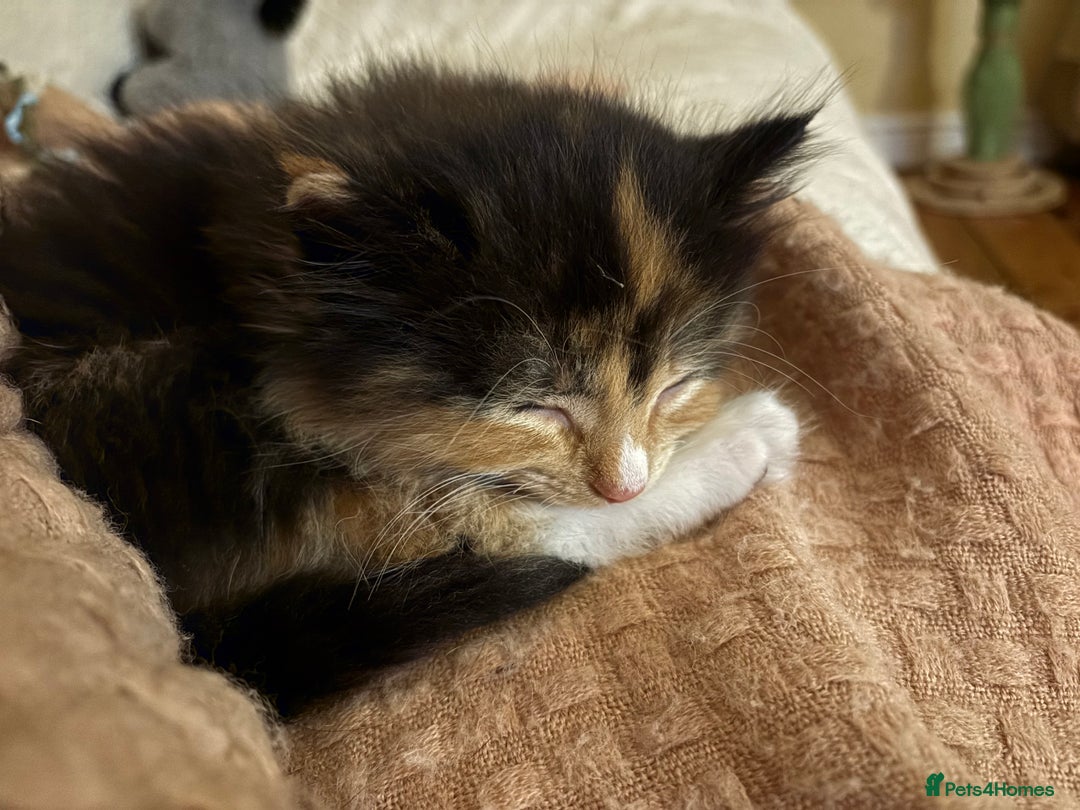 Mixed Breed cats for sale: High energy , very happy kitten - Advert 4