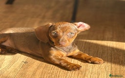 Miniature Dachshund dogs for sale: BEAUTIFUL MINI DACHSHUND PUPPIES READY NOW - Image 13