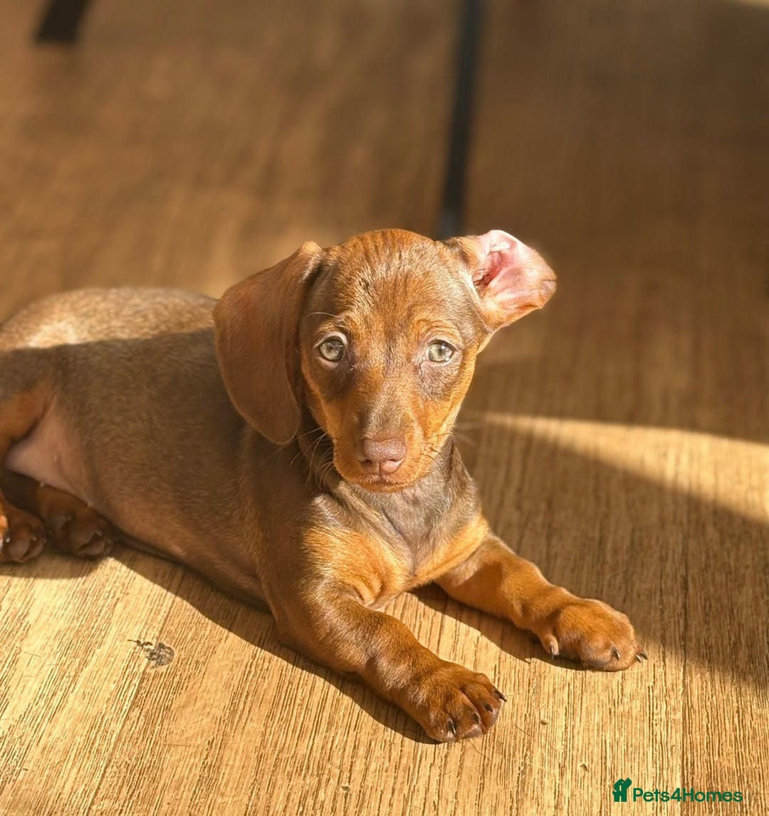 Miniature Dachshund dogs for sale: BEAUTIFUL MINI DACHSHUND PUPPIES READY NOW - Image 13