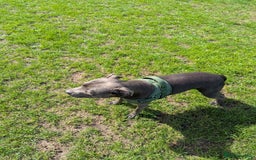 Staffordshire Bull Terrier dogs for sale: Blue female staff for sale  - Image 32