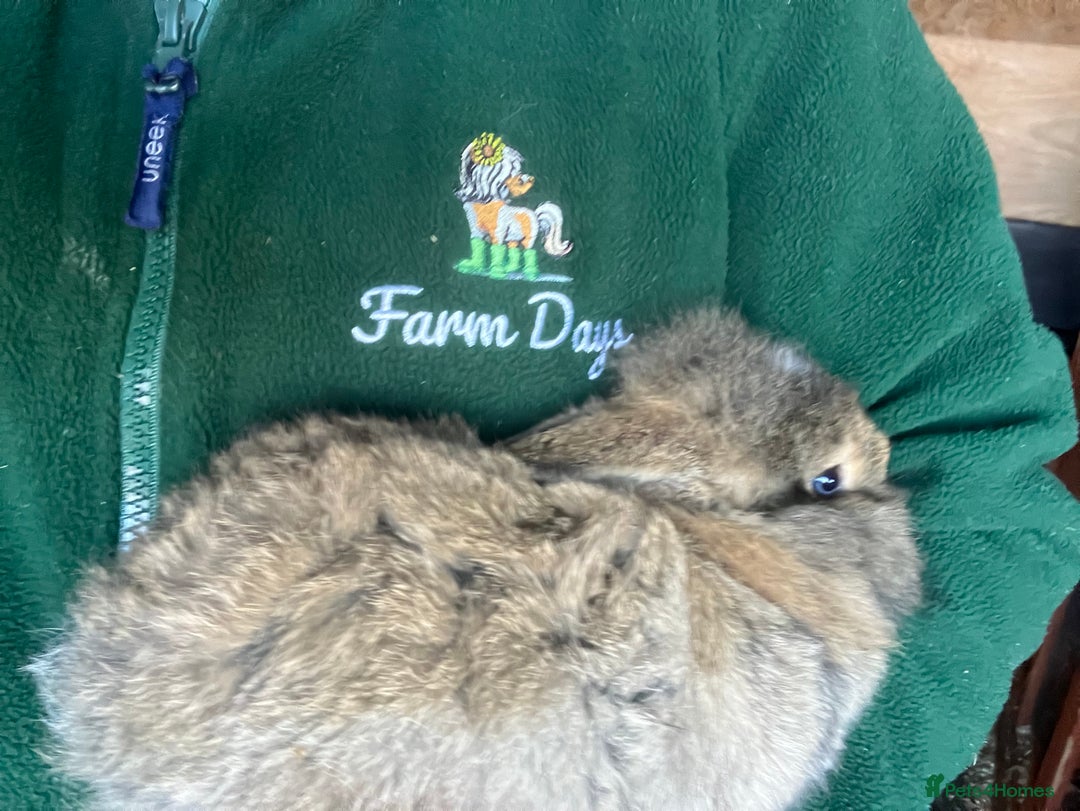 Mini Lion Lop rabbits for sale: Mini lion lop rabbits for sale male and female  - Advert 6