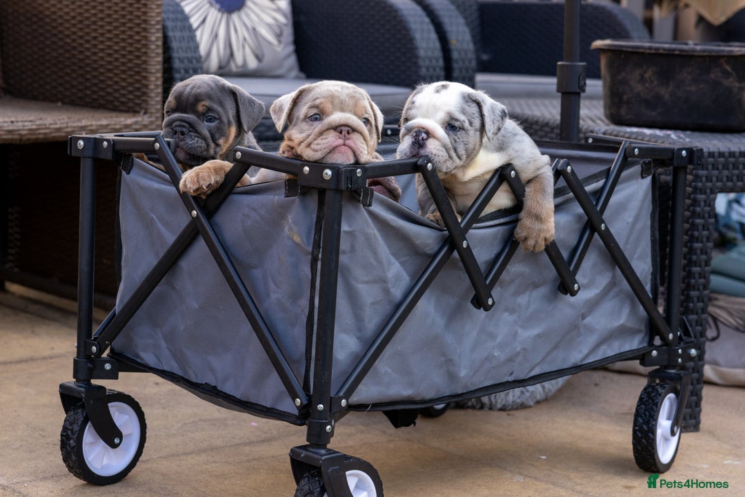 English Bulldog dogs for sale: English Bulldog puppies  - Image 6