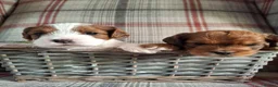 Jackapoo dogs for sale: (1 left) Jackapoo puppies 5⭐️ breeders  in Thetford - Advert 2