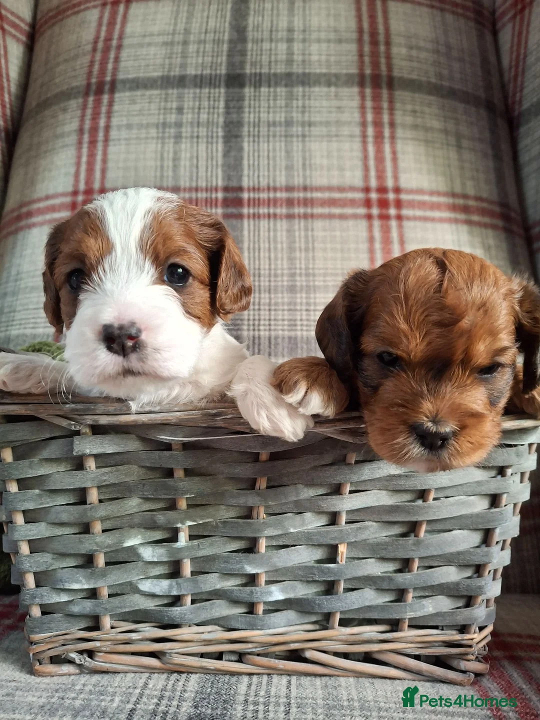 Jackapoo dogs for sale: (1 left) Jackapoo puppies 5⭐️ breeders  in Thetford - Advert 2