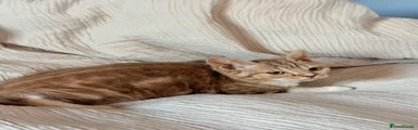Cinnamon Classic Tabby & White curly girl