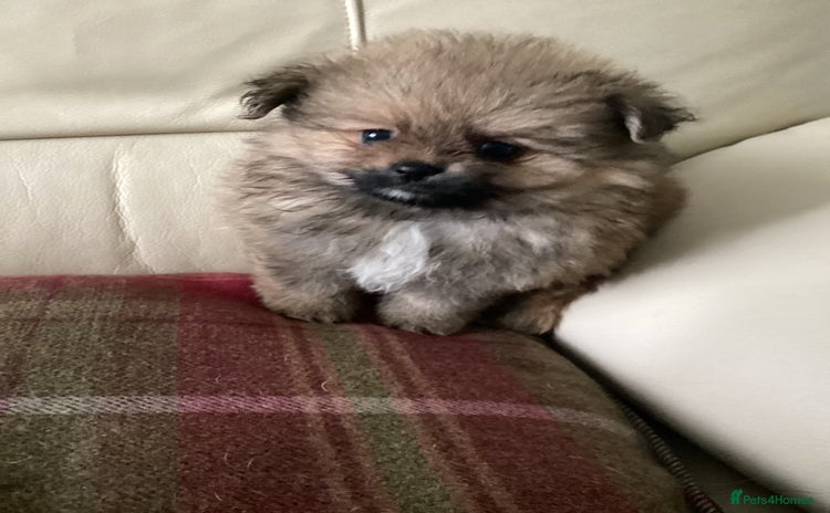 Pomeranian dogs - Advert 4