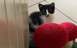 Mixed Breed cats for sale: Beautiful kittens ready now - Image 3