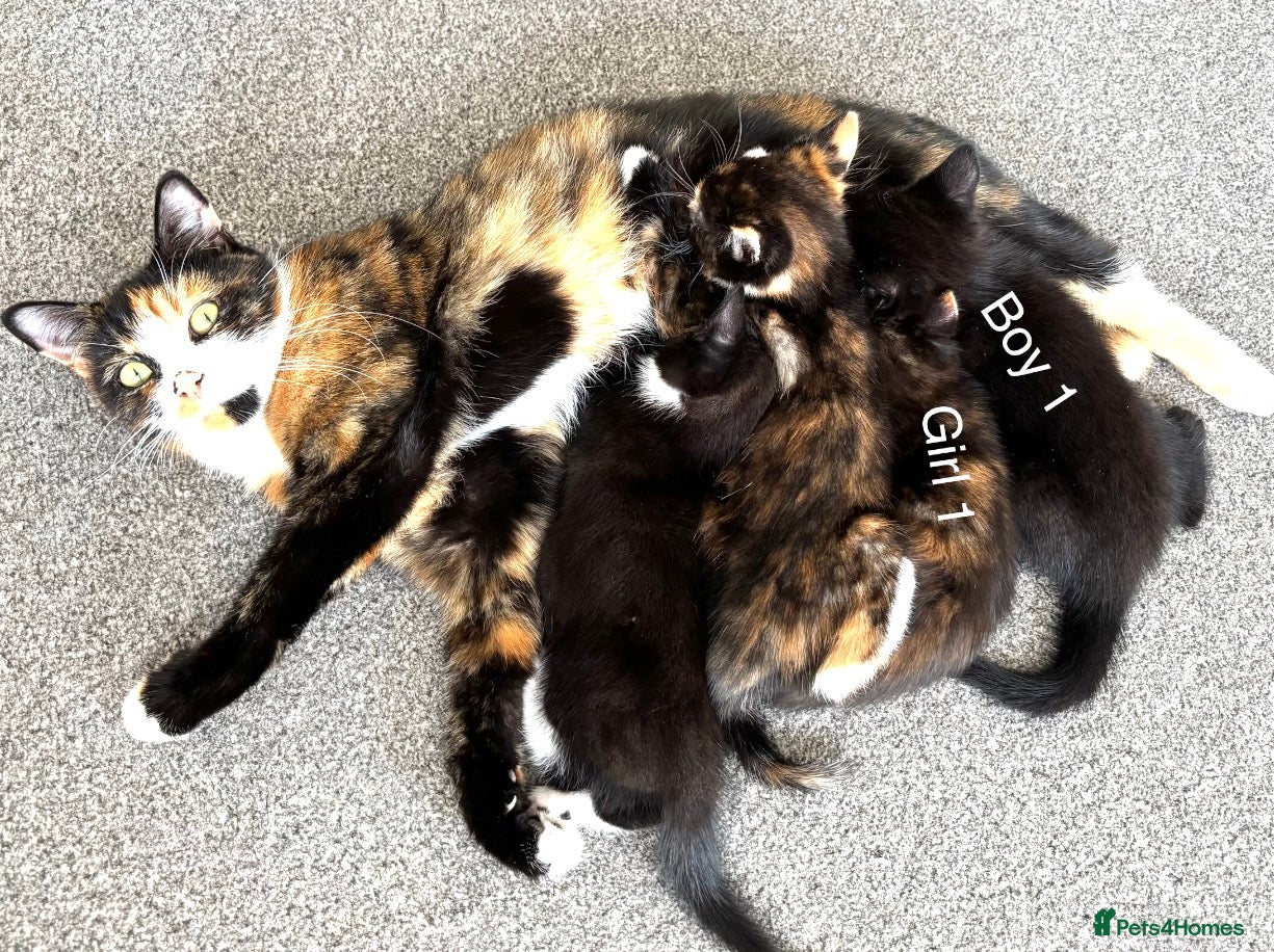 Domestic Shorthair cats 2 Beautiful Kittens - READY NOW - Advert 6